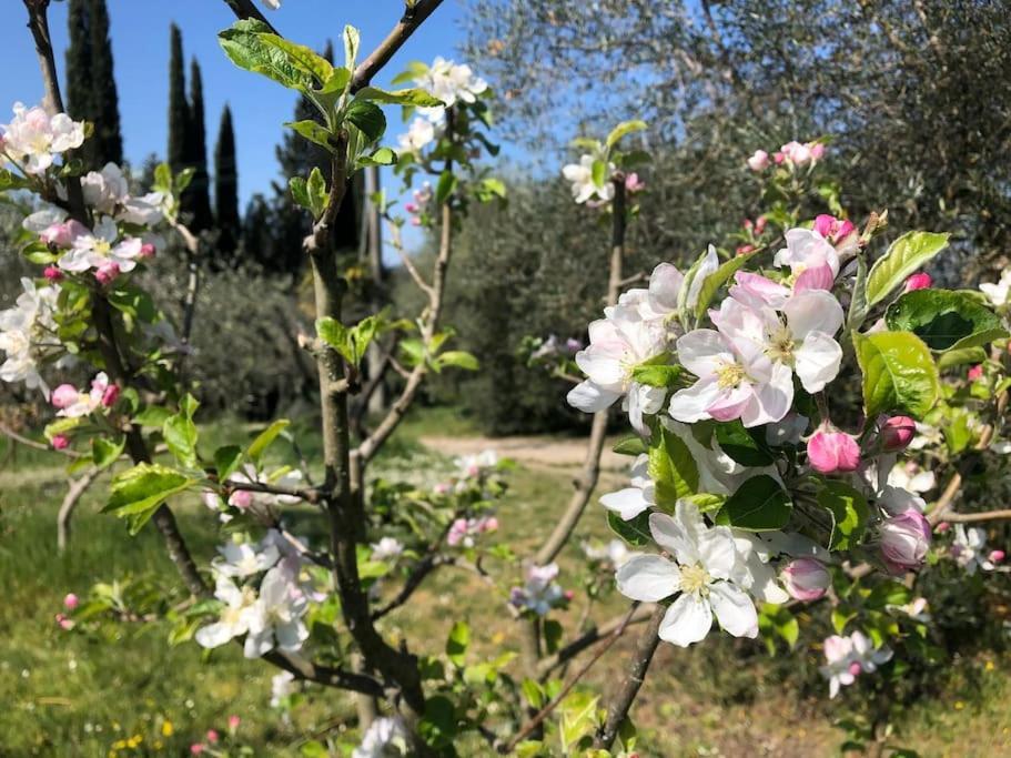 Villa La Vigna Agriturismo à Sienne Extérieur photo