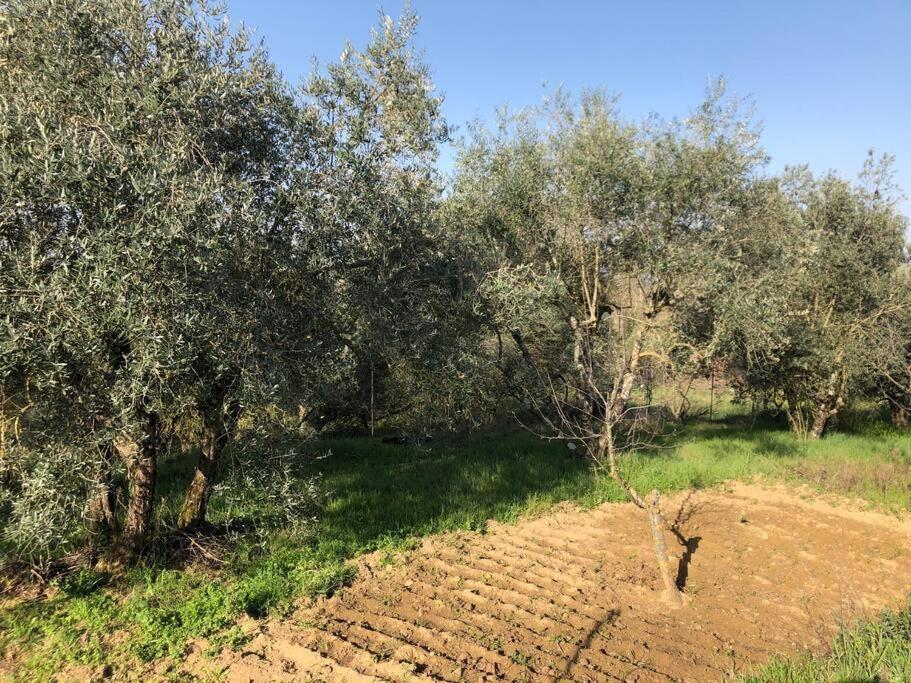 Villa La Vigna Agriturismo à Sienne Extérieur photo