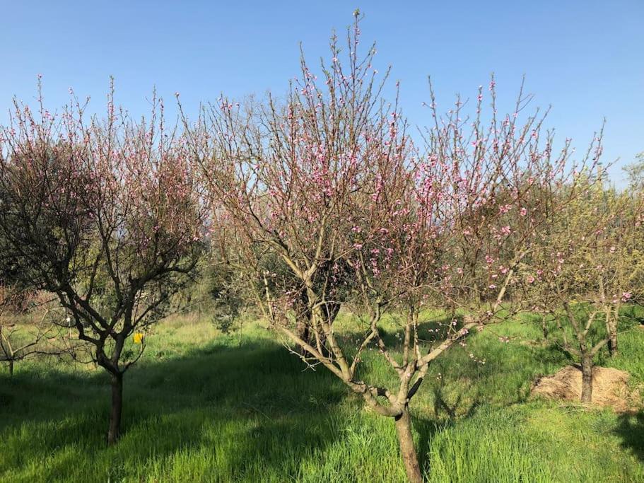 Villa La Vigna Agriturismo à Sienne Extérieur photo